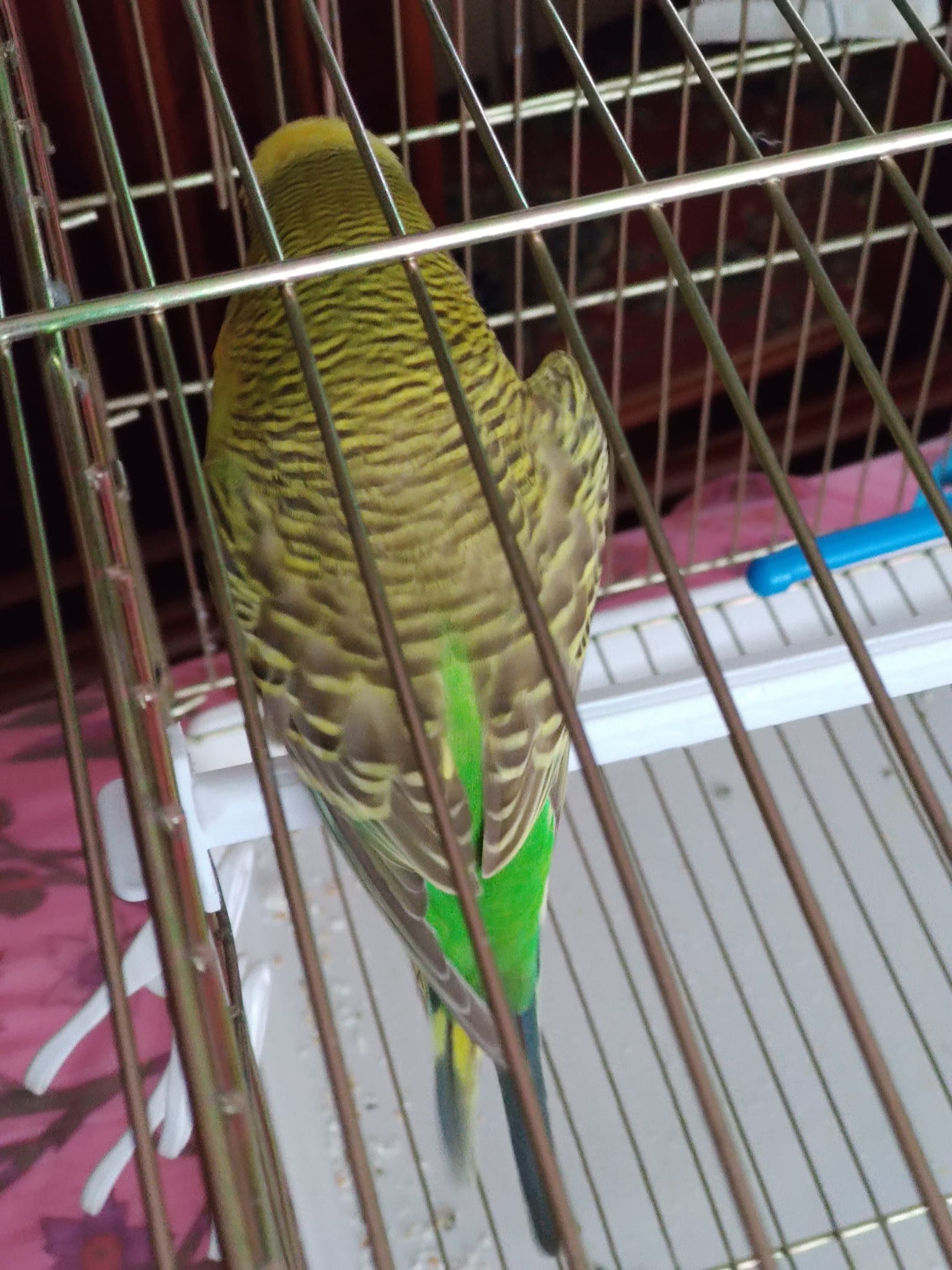 kanat.jpg