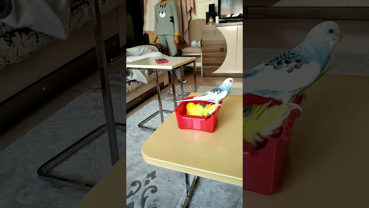 youtube.com